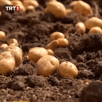 Potato Collect GIF by TRT
