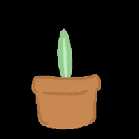 helenaavanessa plants grow cactus growing GIF