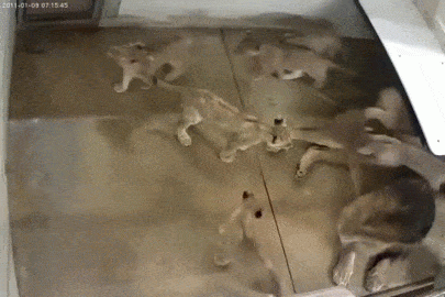 irenehsieh giphyupload GIF