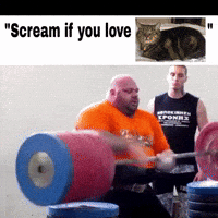 Cat GIF