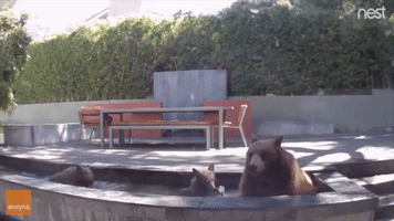 Bear Family Cool Down From the California Heat in a Neighbor’s Water Fountain