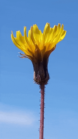 Simongip giphyupload GIF