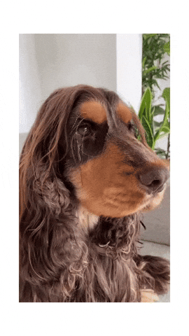 Cockeren_houdini wow omg cute dog looking good GIF