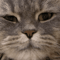 Disappointed Cat GIF