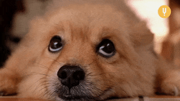 Video gif. Pomeranian is laying on the floor looking up and its ears twitch as it listens.