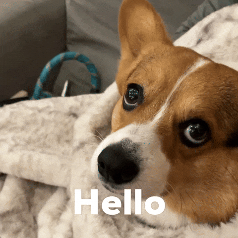 Dog Hello GIF