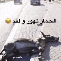 كراودي GIF