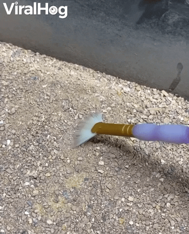 Six Eyed Sand Spider Vs Paintbrush GIF by ViralHog
