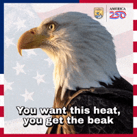 Get Some Bald Eagle GIF by U.S. Fish and Wildlife Service