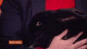 Giant Rabbit Food GIF by Rachael Ray Show
