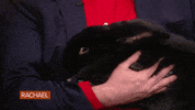 Giant Rabbit Food GIF by Rachael Ray Show