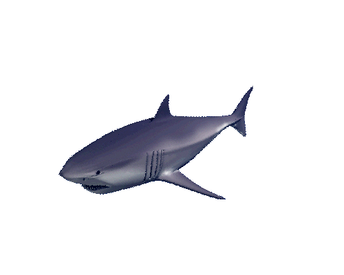 Great White Shark Sticker