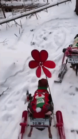 Handicapped Dogs in Christmas Sweaters Dash Through Snow in Wee Sleighs