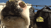 Goags GIF by UC Davis