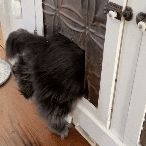 Cat Keep Going GIF