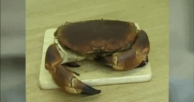 merkinspurlock crab no offense brass eye GIF