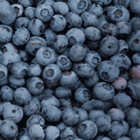 Fruit Blueberry GIF