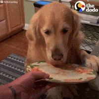 Dog GIF by The Dodo