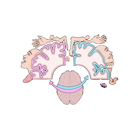 revmed brain neuro anatomy neuroscience Sticker