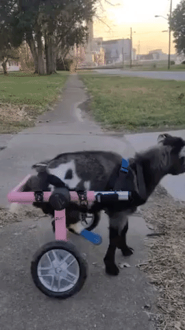 Goat Born Without Rear Hooves Takes New Wheels for a Spin