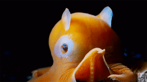 blue planet octopus GIF by BBC America