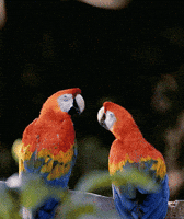 Macaw Kiss GIF
