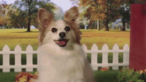 season 1 cats GIF by Animals