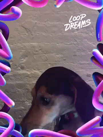 loopdreams by Loop Dreams GIF Booth