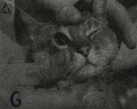 GIF by Beeld en Geluid