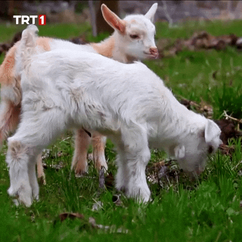 Dinner Lunch GIF by TRT