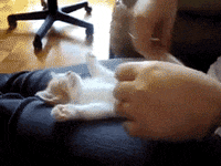cat sport GIF