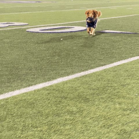 Aggie Football GIF by UC Davis