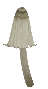 magic forest Sticker by Alexandra Dvornikova