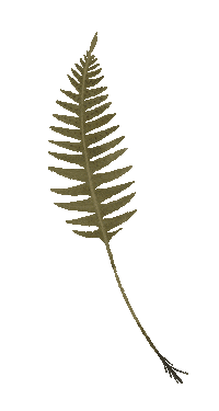 magic forest fall Sticker by Alexandra Dvornikova