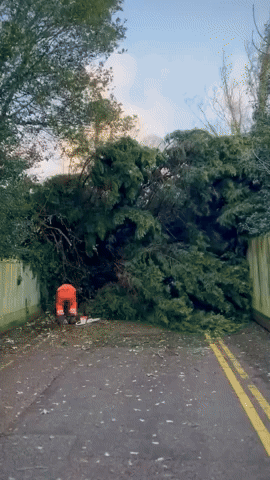 Tree Blown Over in London During Storm Henk