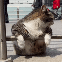 Mood Cute Cat GIF