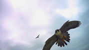 symphony for our world GIF by Nat Geo Wild 