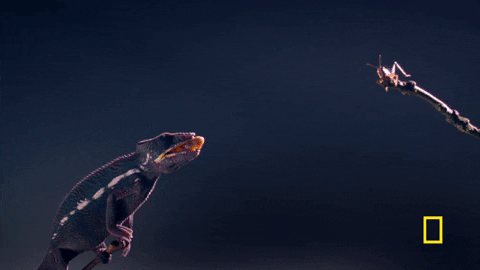 one strange rock GIF by National Geographic Channel