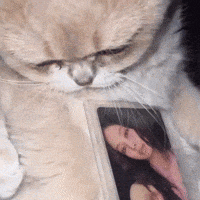Cat Eat GIF