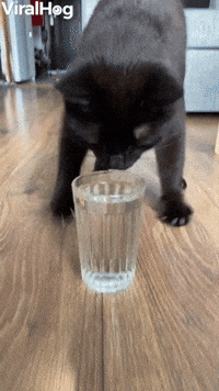 Cat Does Adorable Water Dance 