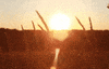 bright sun GIF