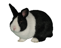 Guinea Pig Love Sticker