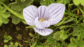 Radio Earth GIF by KIRO Newsradio