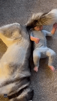 Affectionate Husky Bonds With Baby at Colorado Home