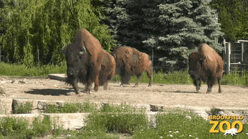 Walk Bison GIF by Brookfield Zoo
