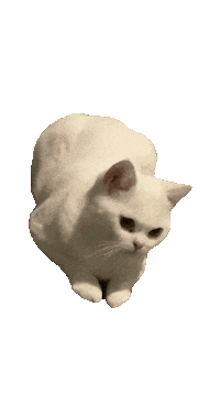 Zzzzoey kami kamicat Sticker