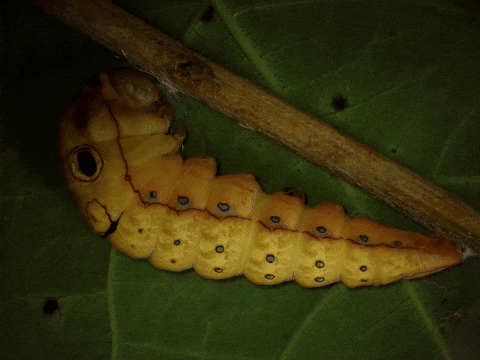 Molting Spicebush Swallowtail GIF by Ansel Oommen