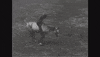 Horseback Riding Vintage GIF by U.S. National Archives