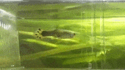 saliva GIF