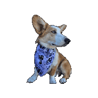 Wednesday Corgi Sticker by Geekster Pets